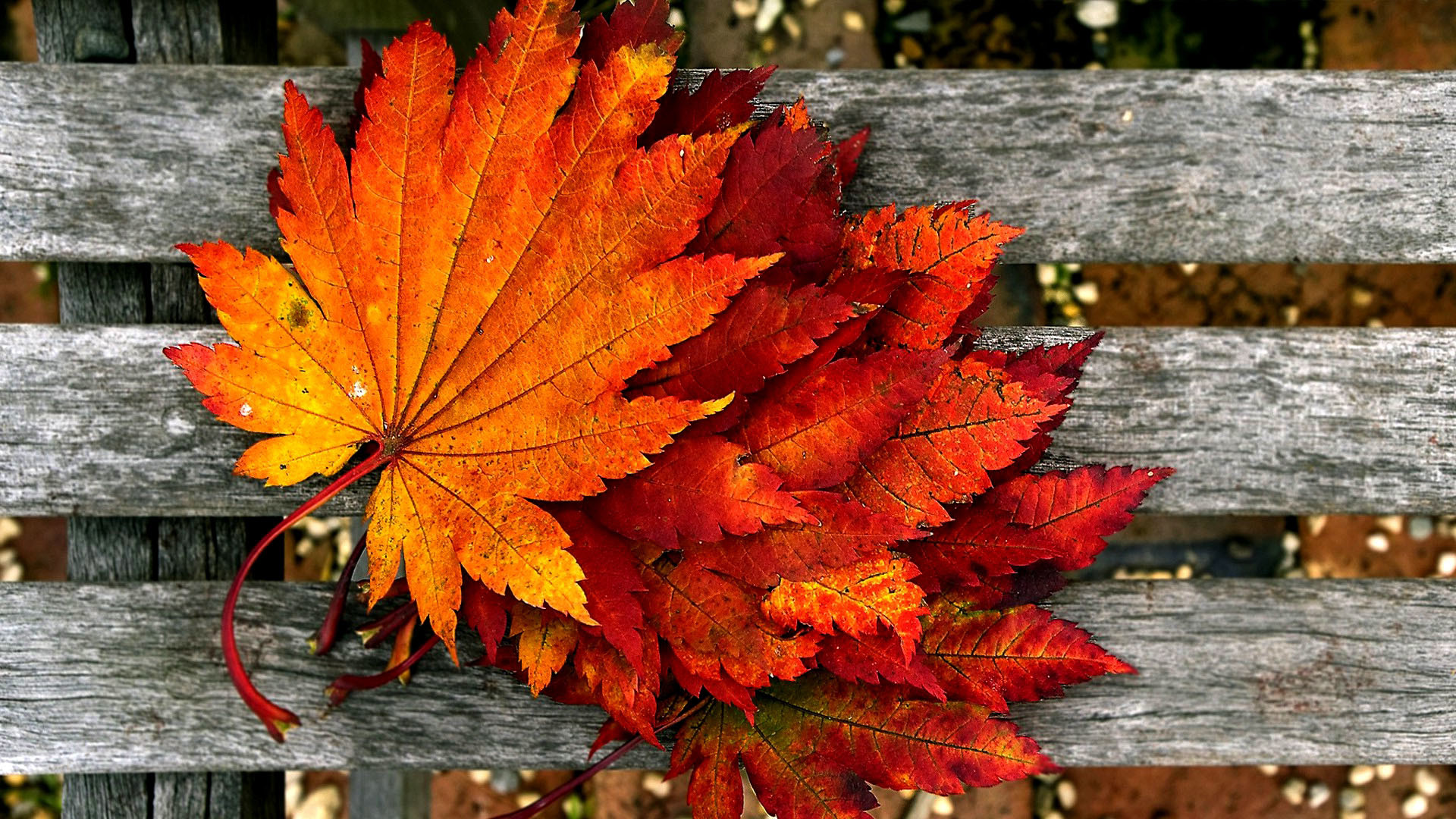Vibrant orange and red autumn leaves arranged on a rustic wooden bench, capturing the essence of fall