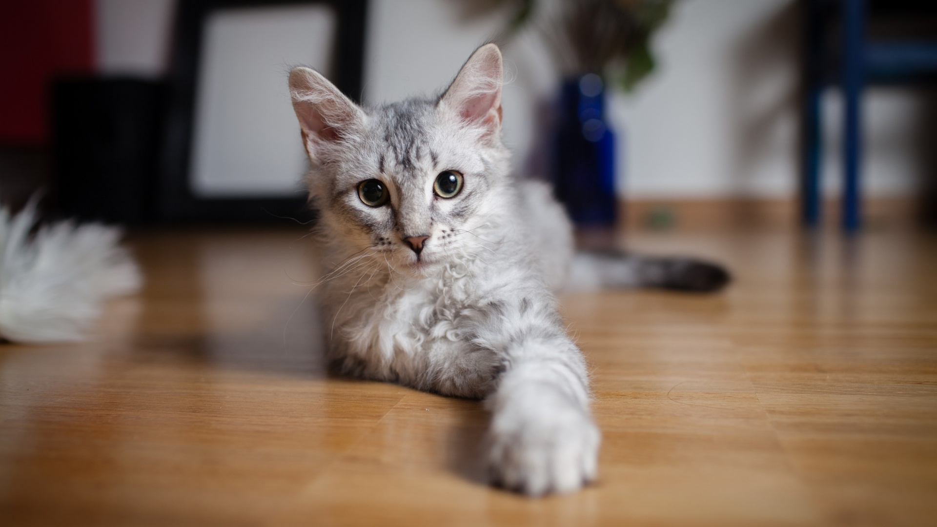 Cute Gray Kitten Indoors Desktop Pc And Mac Wallpaper