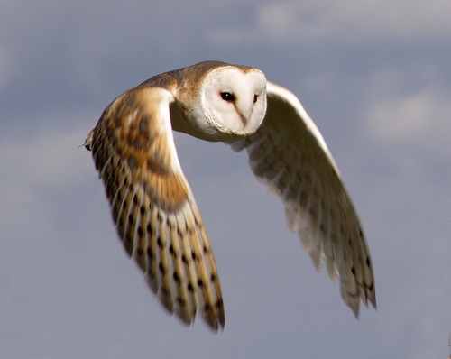 Barn Owl Endangered Animals Facts Wildlife Pictures And Videos