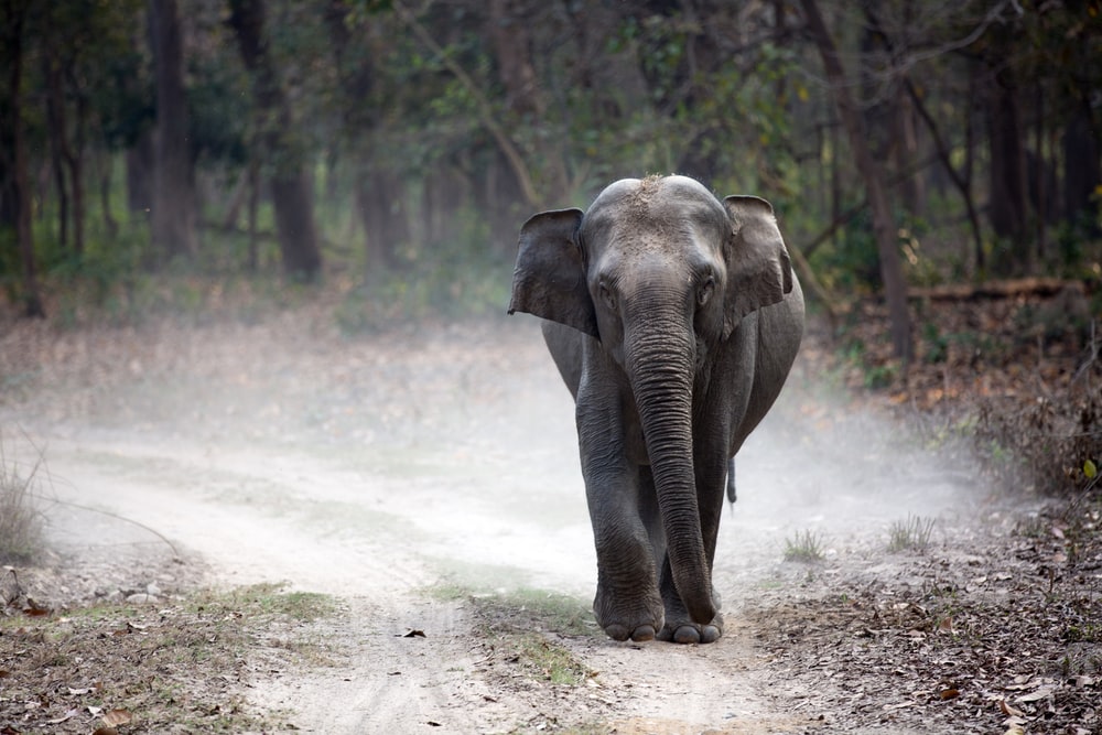 Indian Elephant Pictures Image Stock