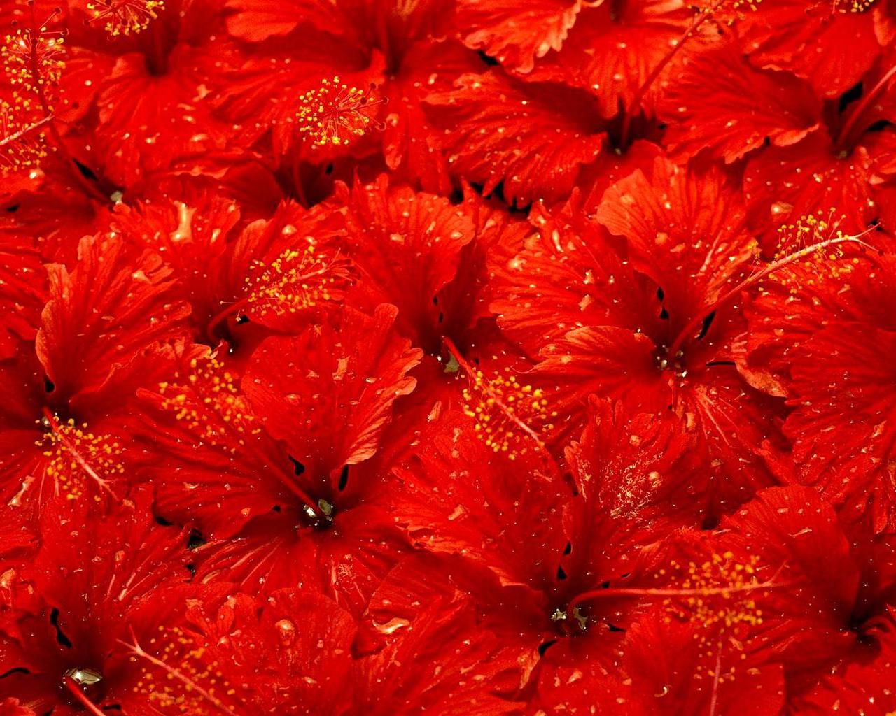 Image Flowers Hibiscus