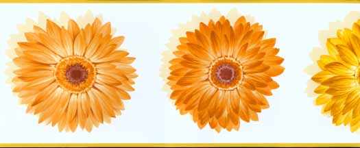 Free Download Wallpaper By Topics Floral Garden Wallpaper Border