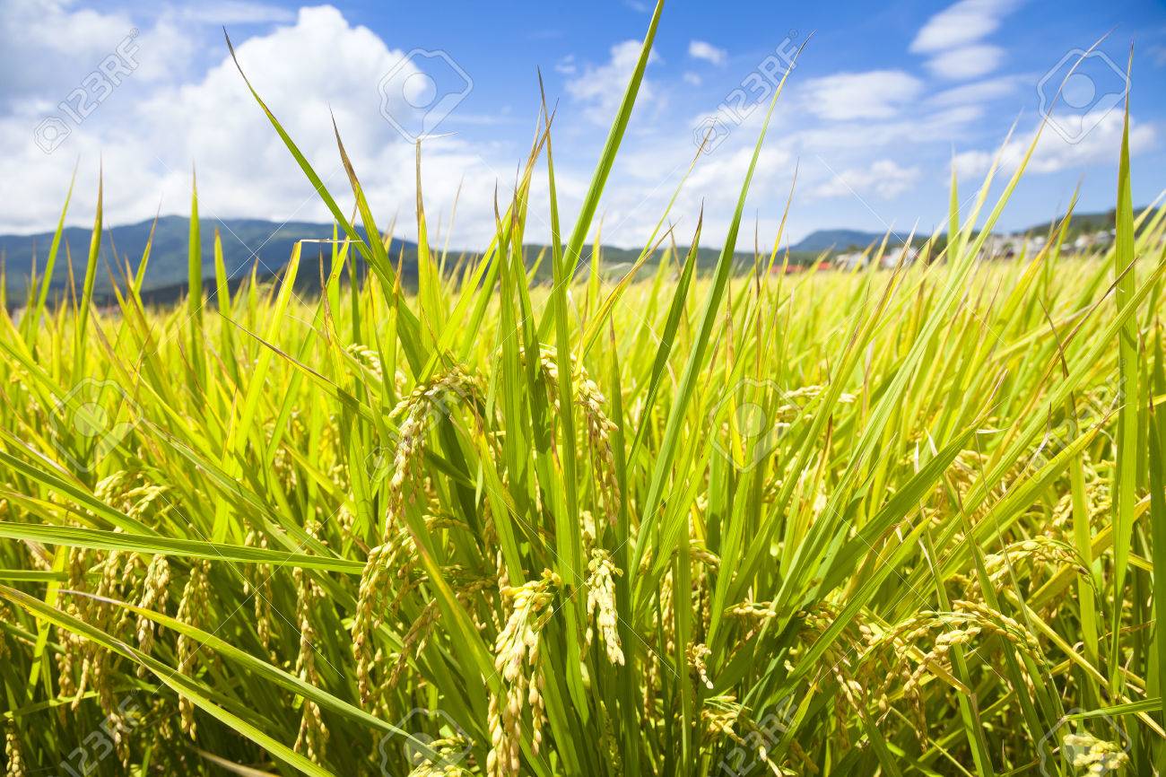 Green Rice Field With Sky And Cloud Background Natural Concept 1300x866