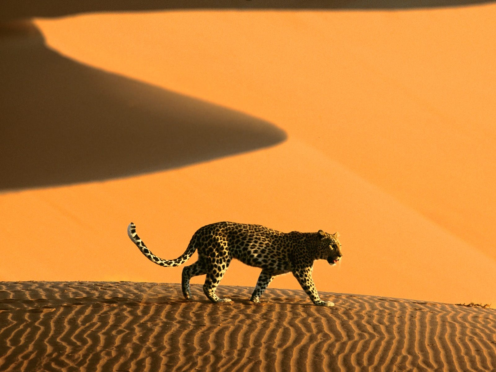 Desert Cheetah Namibia Africa HD Wallpaper X