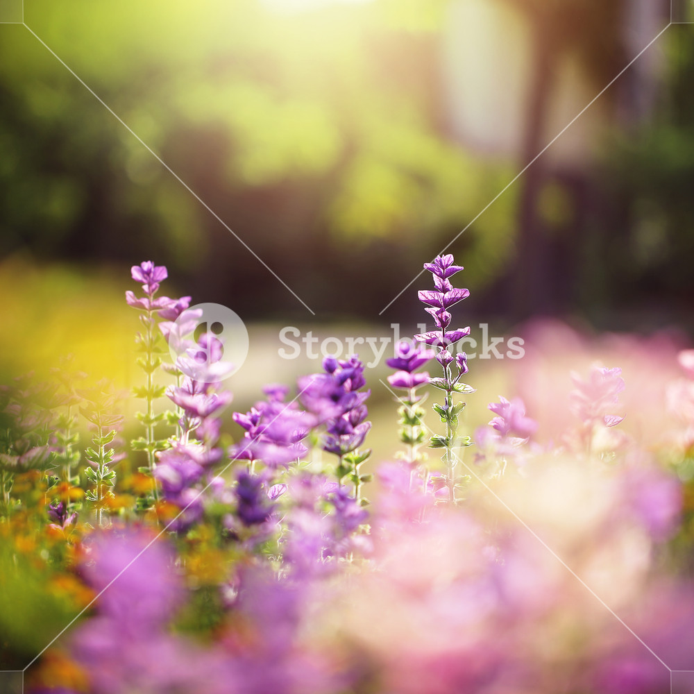 🔥 Free Download Blue Soft Flowers In Flowerbed Garden Nature Background ...