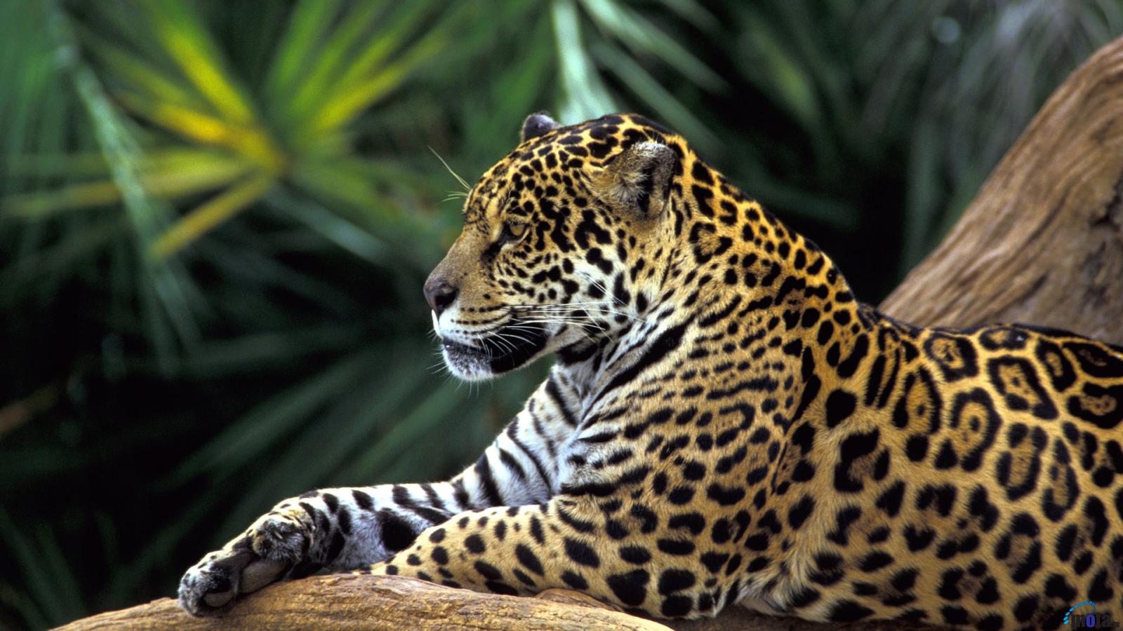 Wallpaper Jaguar In Amazon Rainforest Brazil X Widescreen