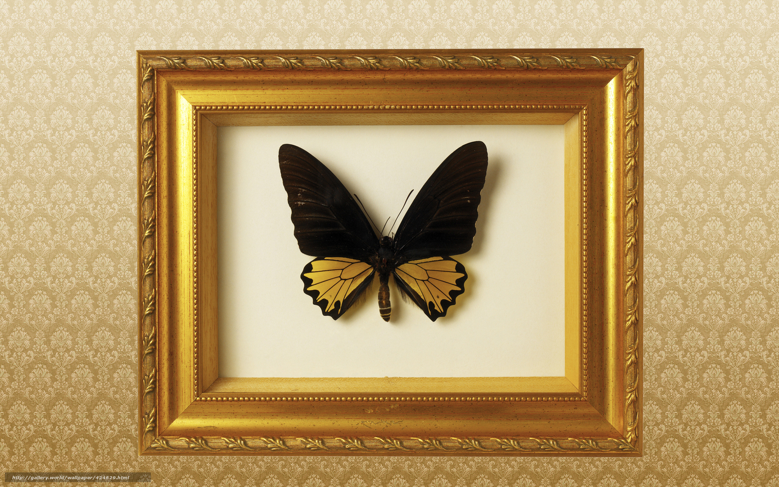 Wallpaper Frame Butterfly Background Desktop