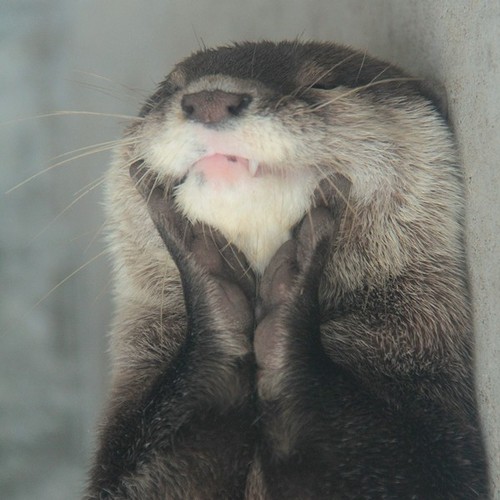 Otter Pictures Cute Otters