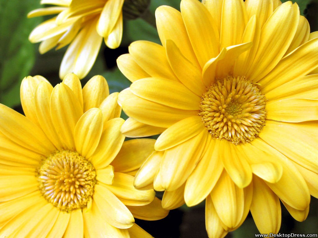 Desktop Wallpaper Flowers Background Yellow Gerbera Daisy