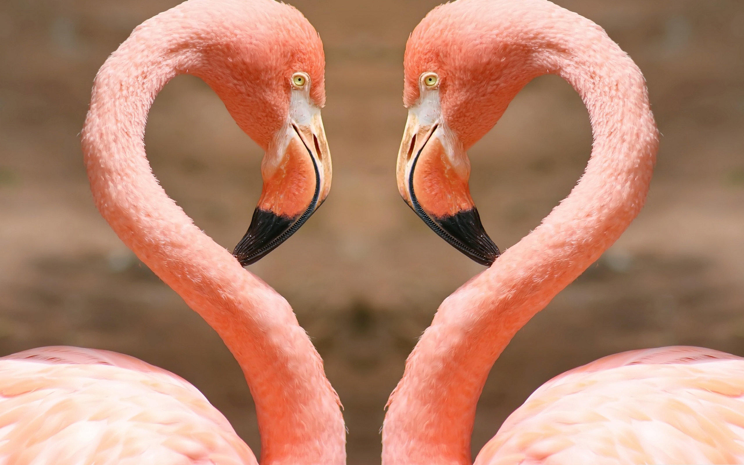 Flamingo Puter Wallpaper Desktop Background