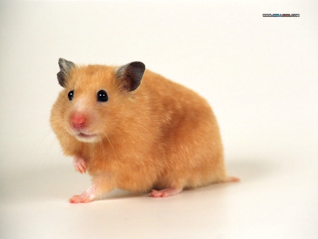 cute hamster wallpaper 1024x768