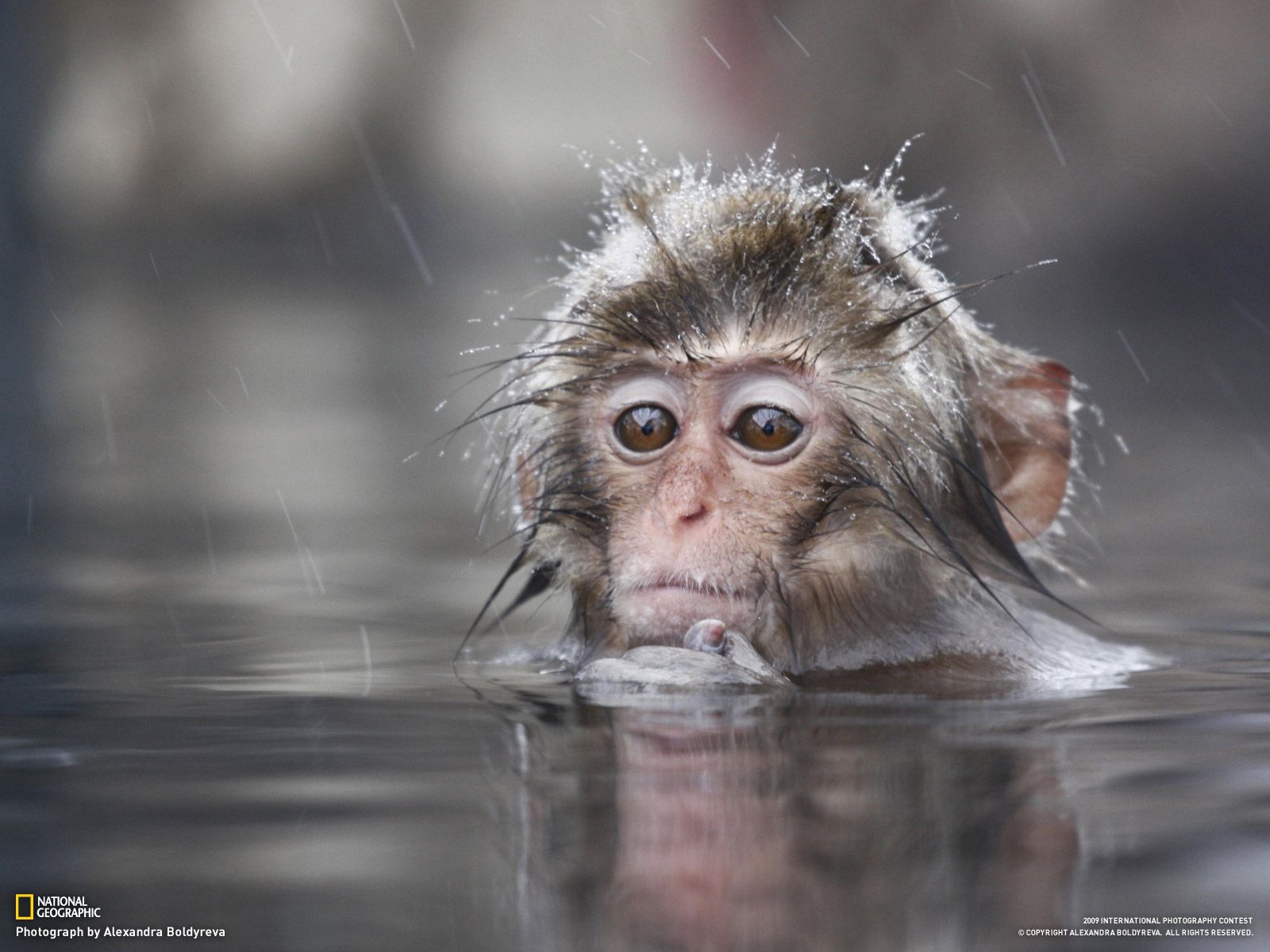 Animals For Cute Baby Monkey Wallpaper