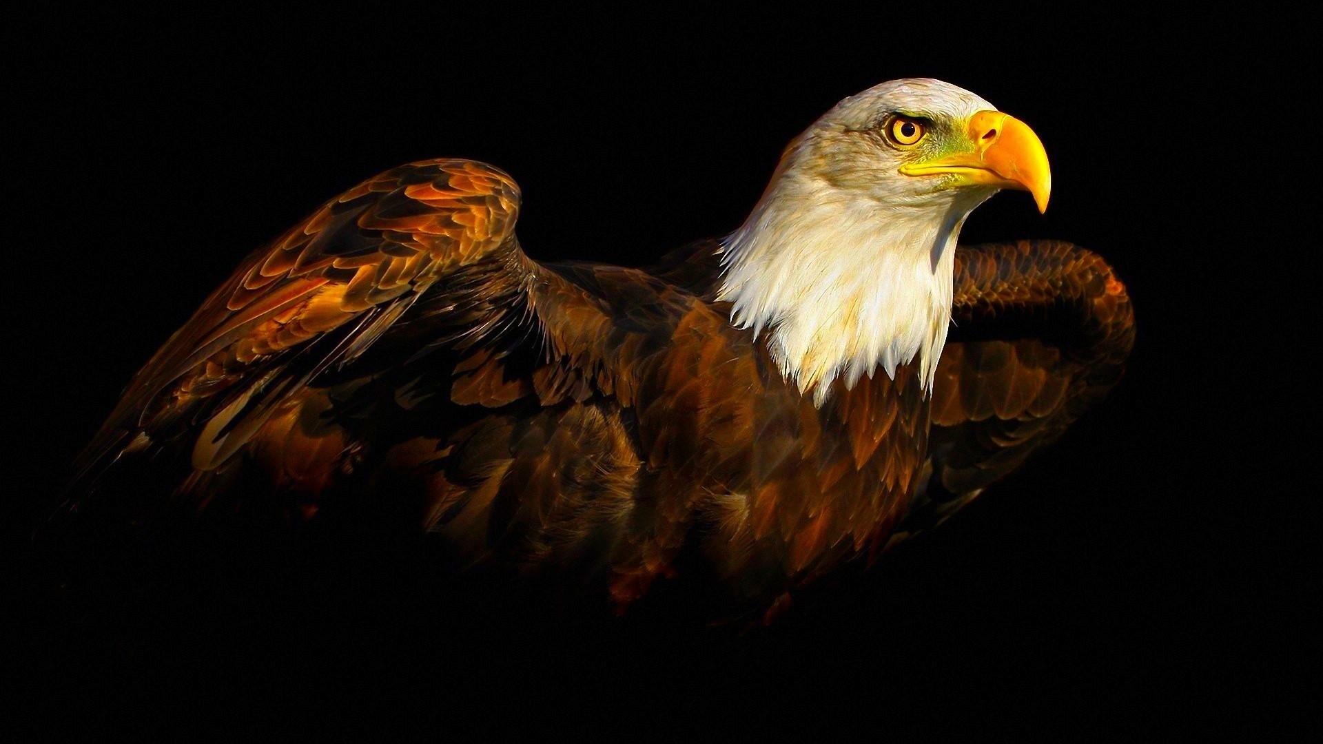 You Can Birds Eagles Widescreen HD Wallpaper In