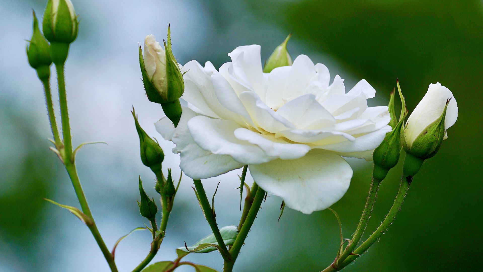 Desktop Wallpaper White Rose Flower Small Buds HD Image