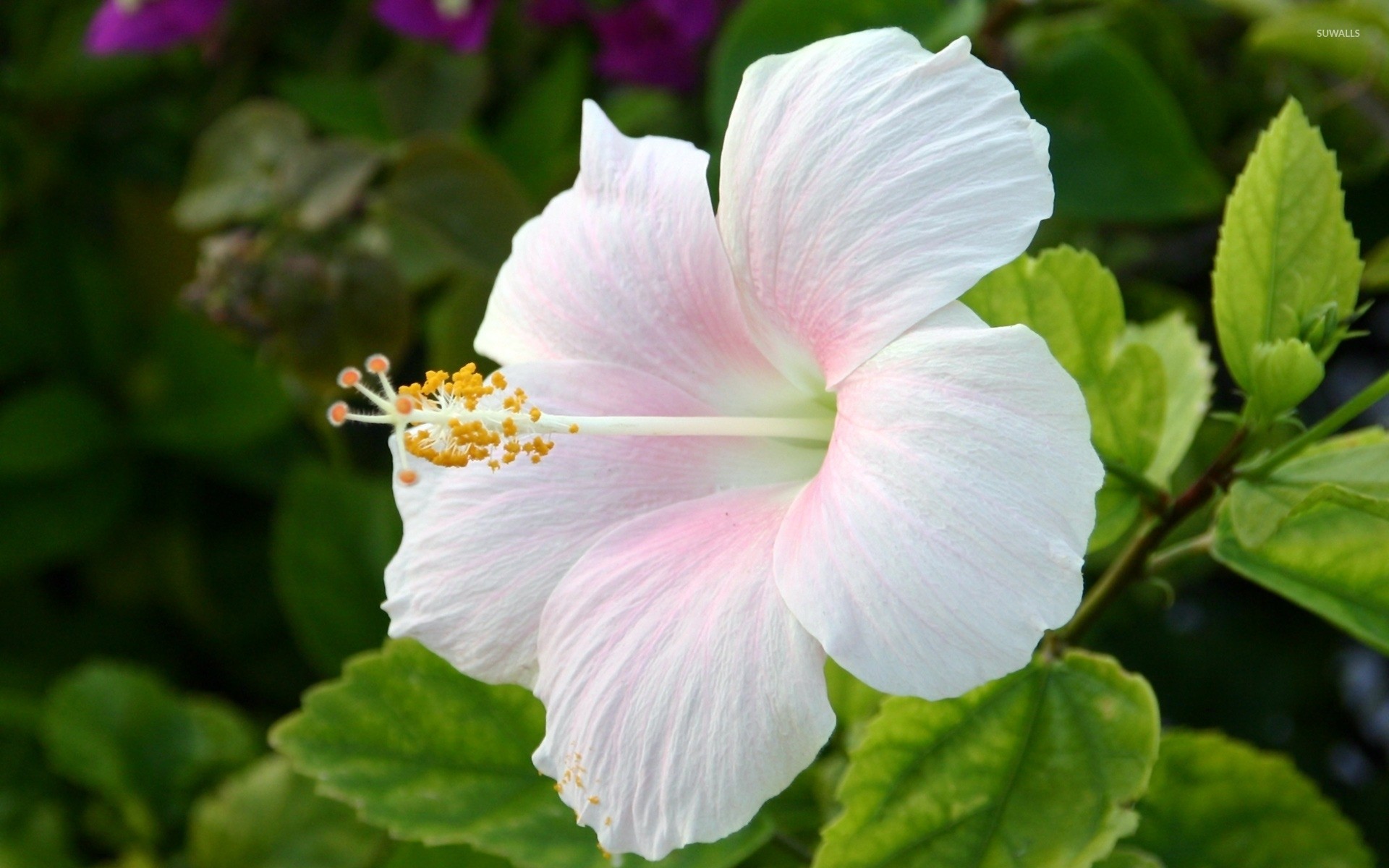 Hibiscus Wallpaper