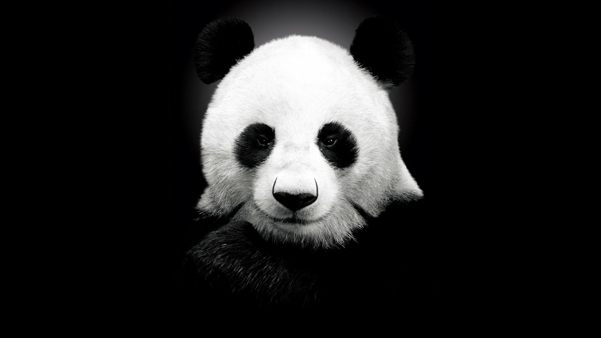 Giant Panda HD Wallpapers Download Free Desktop Wallpaper Images