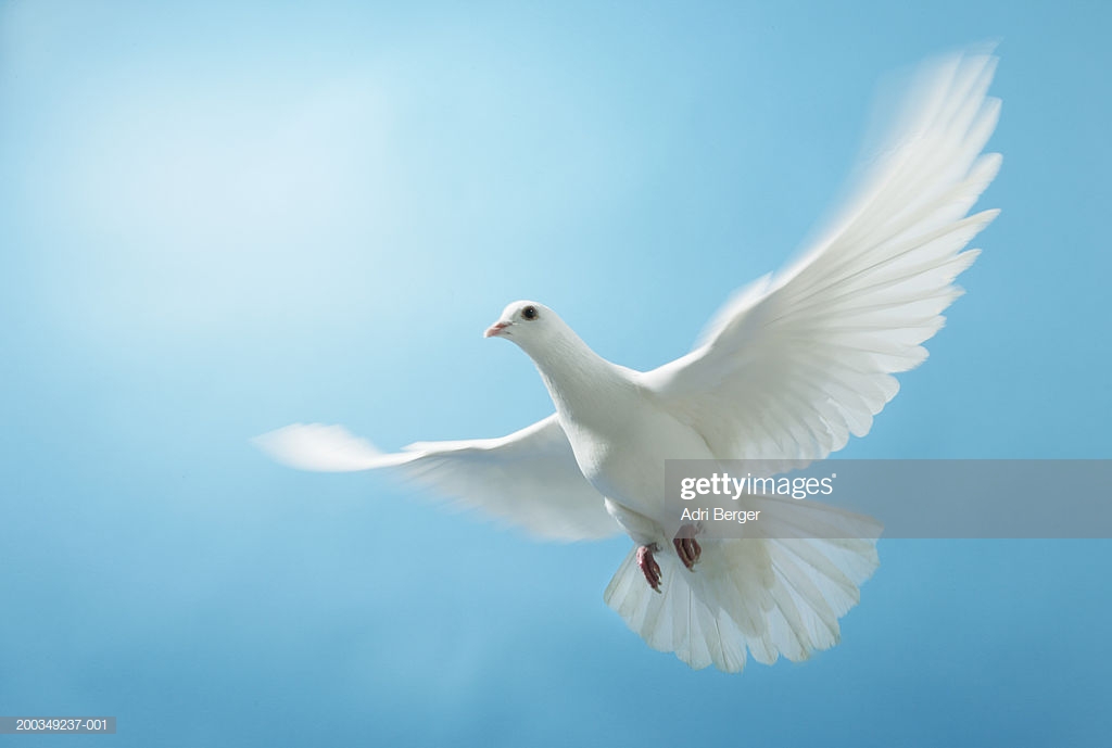 Dove In Flight Against Blue Background Closeup High Res Stock