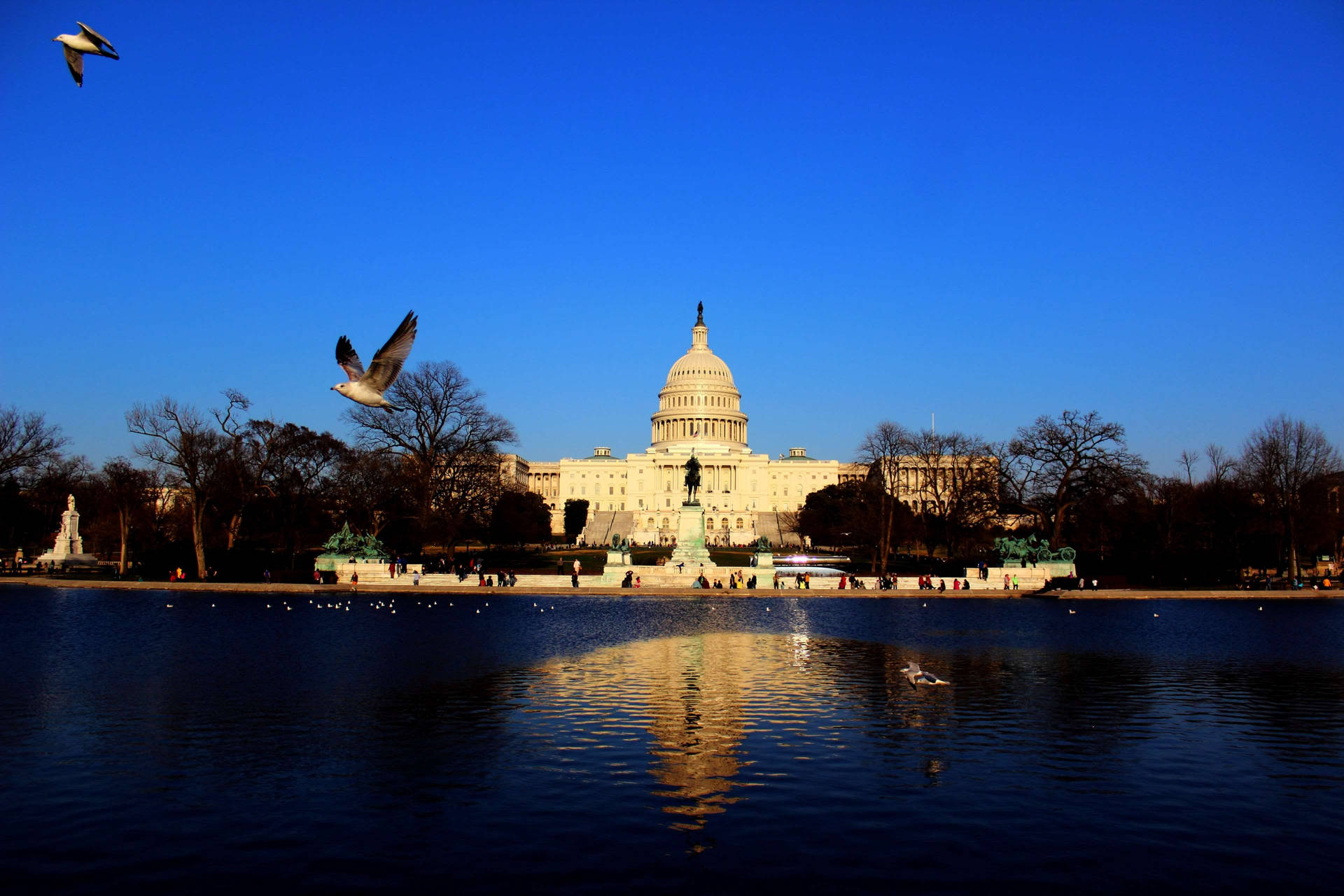 Birds Flying Wallpaper