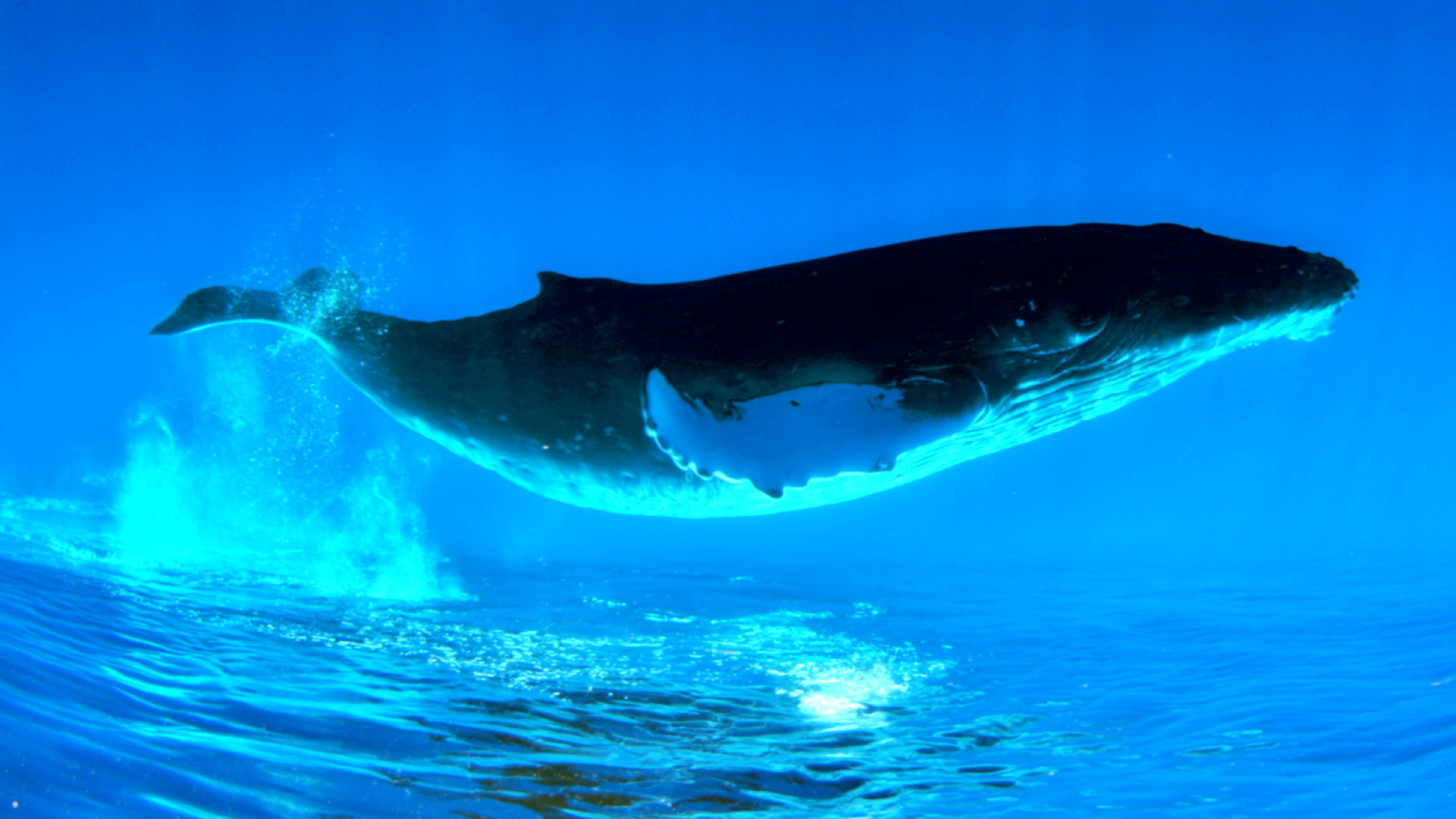 Whale Wallpaper