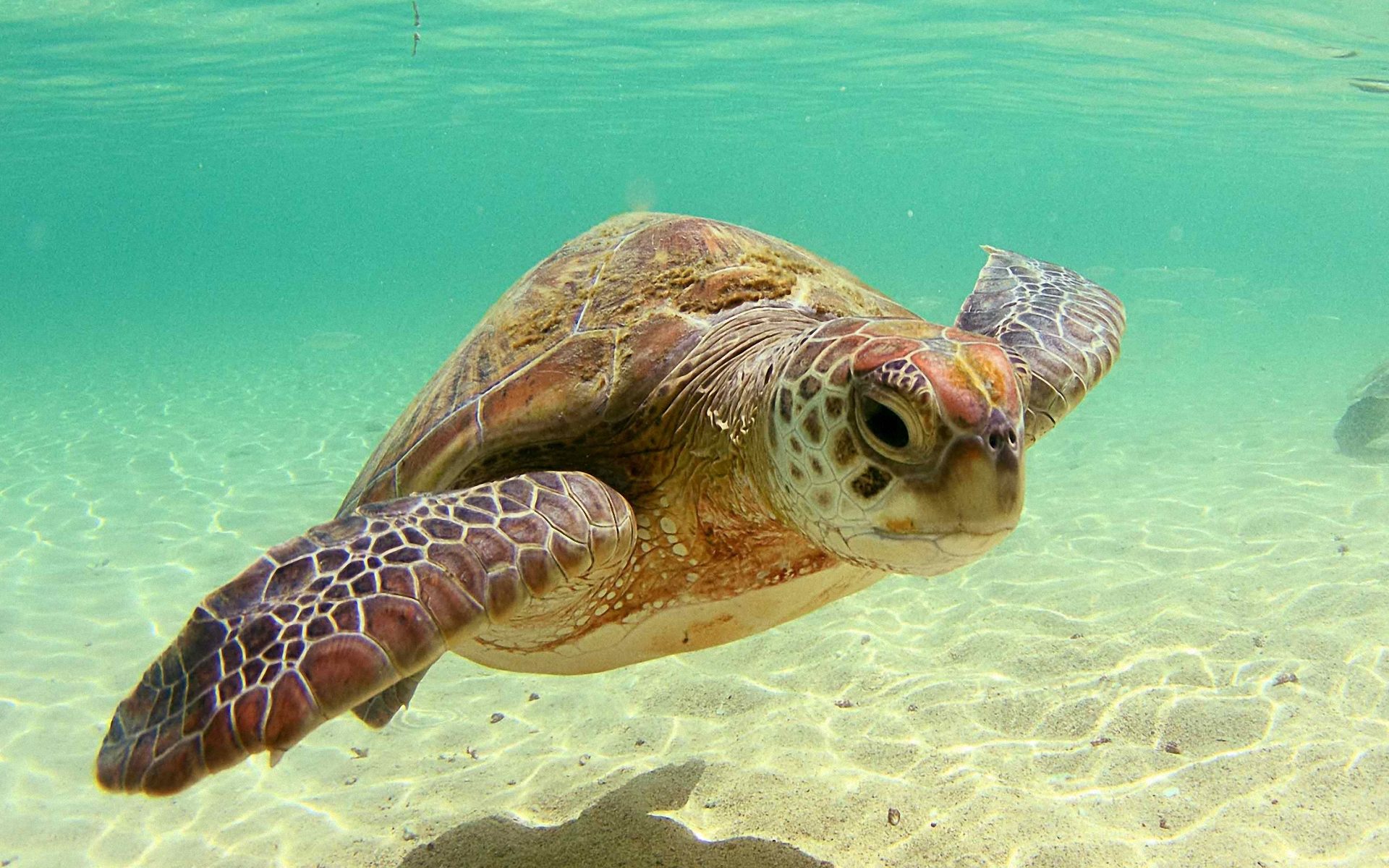Pics Photos Animal Wallpaper Sea Turtle Marine Reptiles
