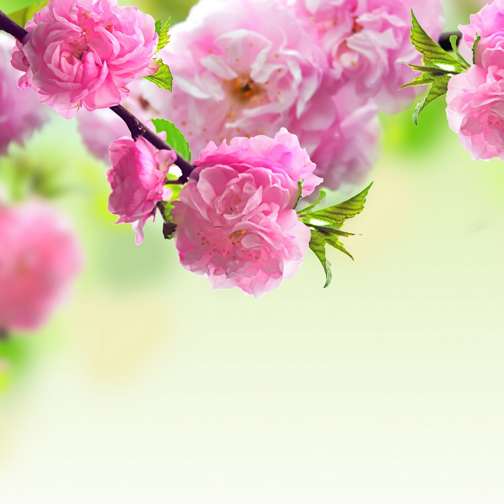 Spring Pink Flower iPad Wallpaper iPhone
