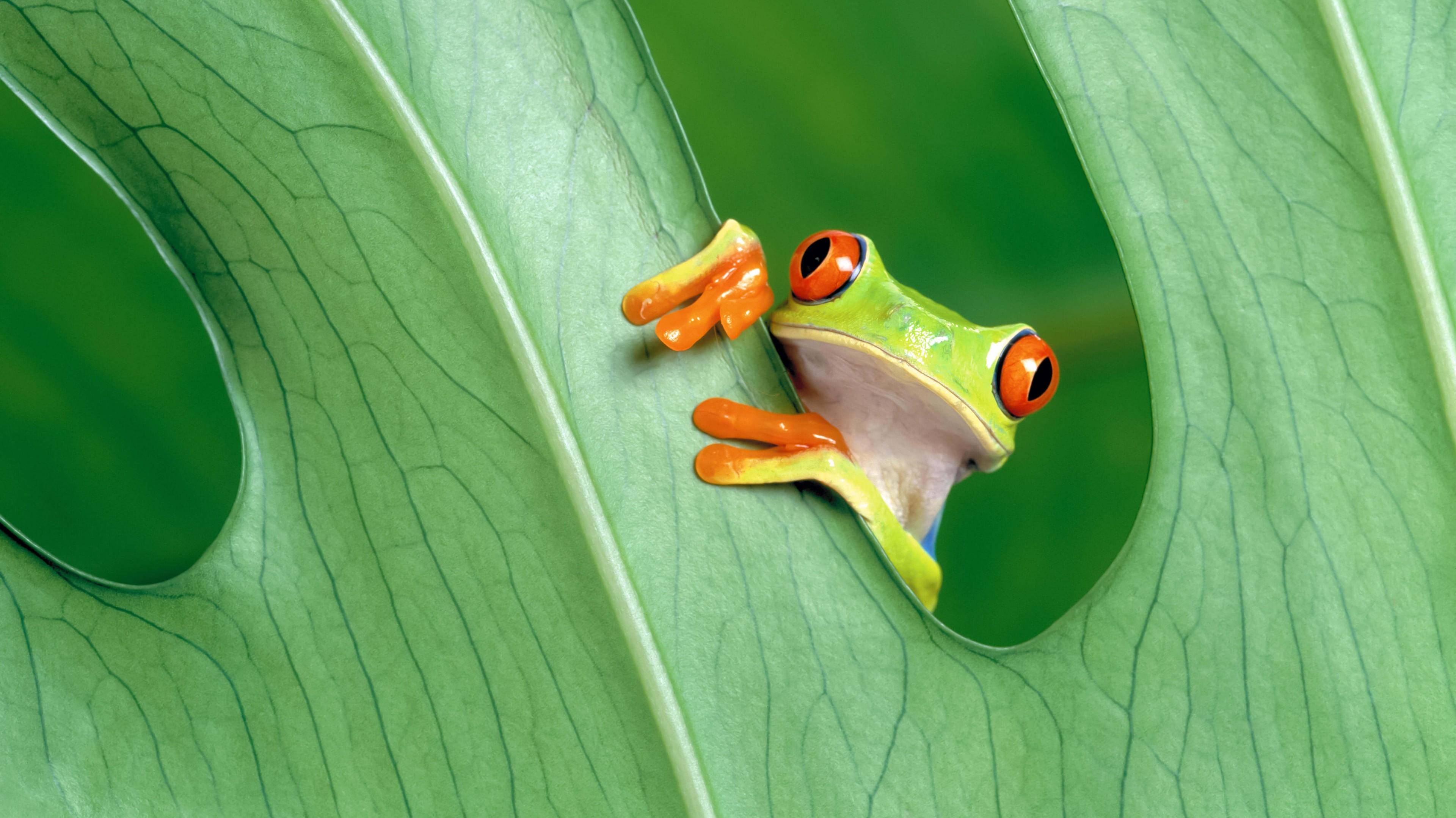 Red Eyed Tree Frog 4K wallpaper