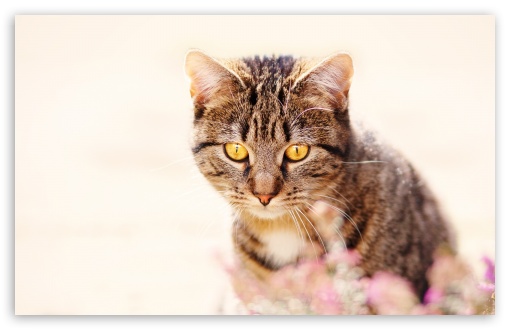Spring Cat HD Desktop Wallpaper Widescreen High Definition