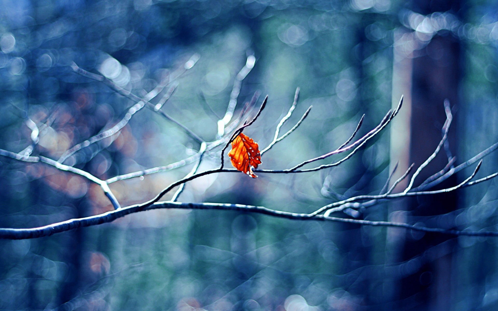 Winter Tree Leaf Phone Wallpaper By Emdog22300