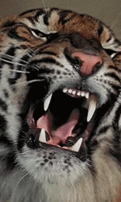 Angry Tiger Live Wallpaper Android