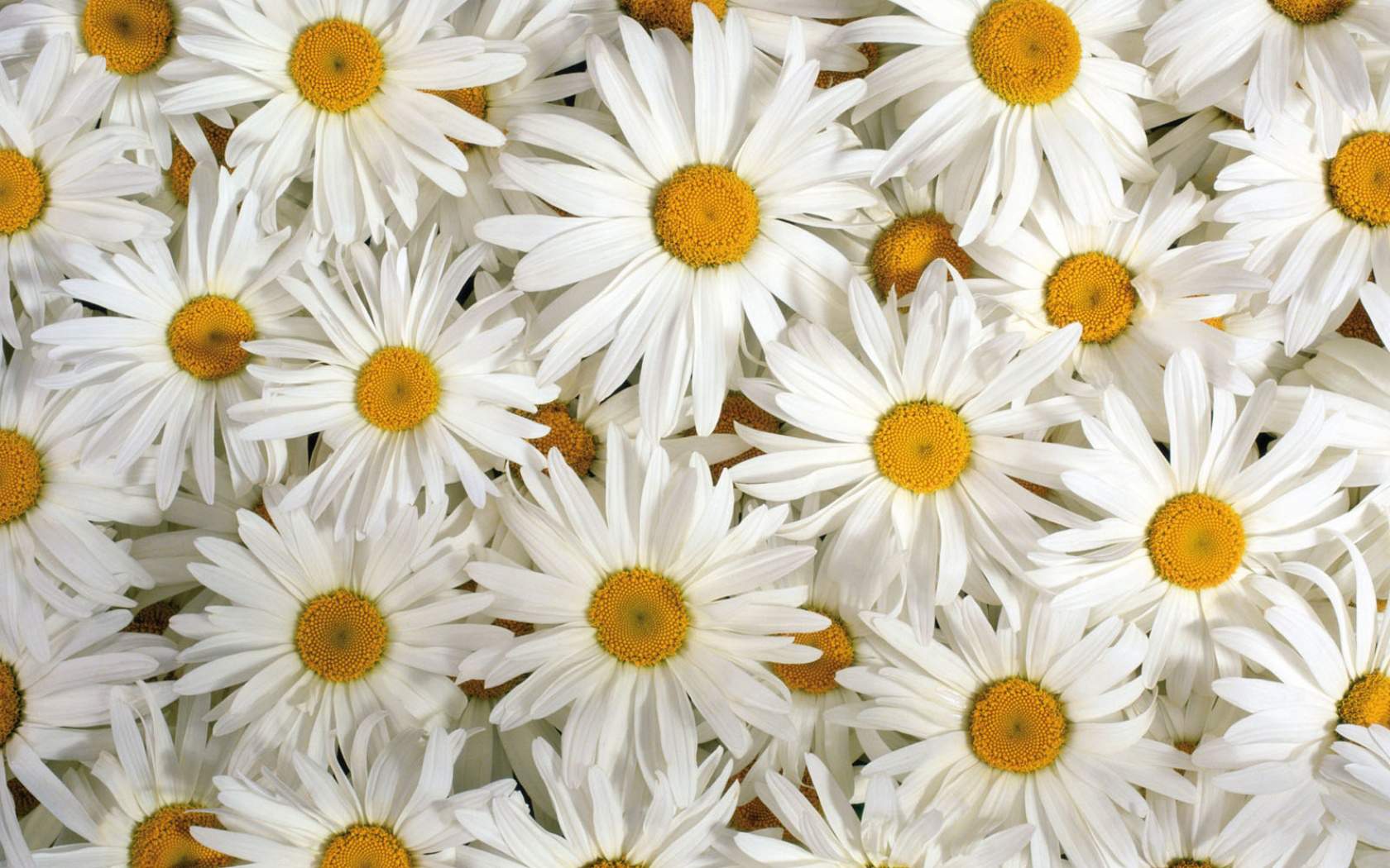 White Flowers Wallpaper