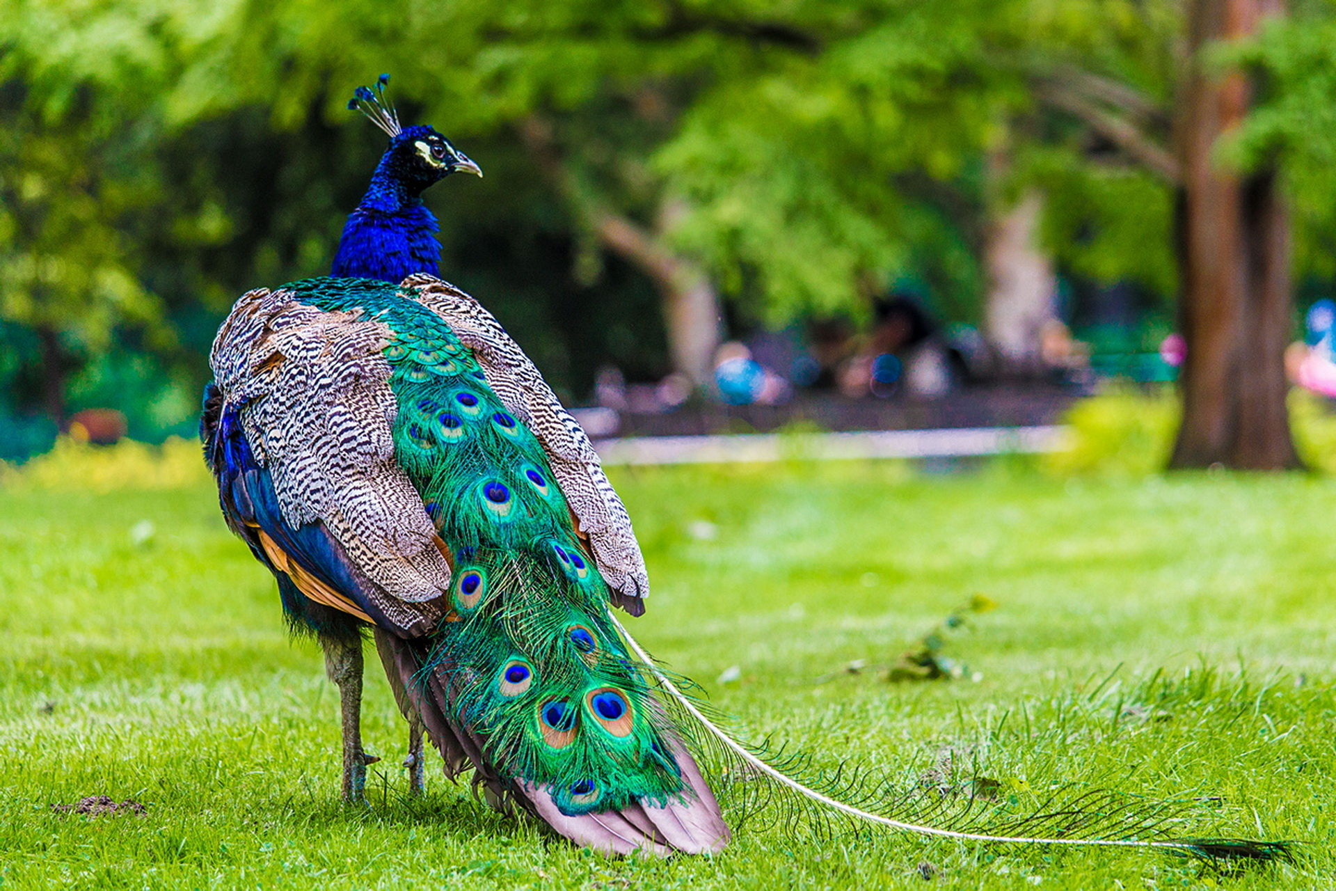 Beautiful Peafowl Awesome HD Wallpaper High Resolution