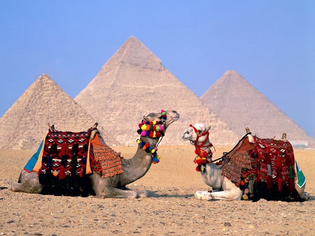 Egypt Cairo Camels Wallpaper HD