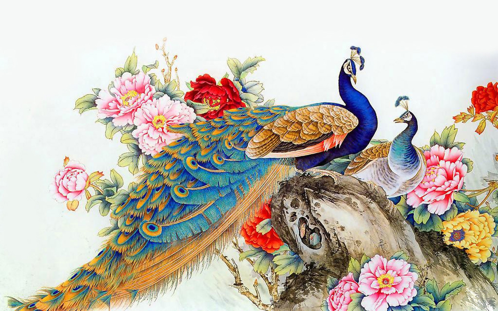 Peacock Wallpaper Pictures In High Definition Or