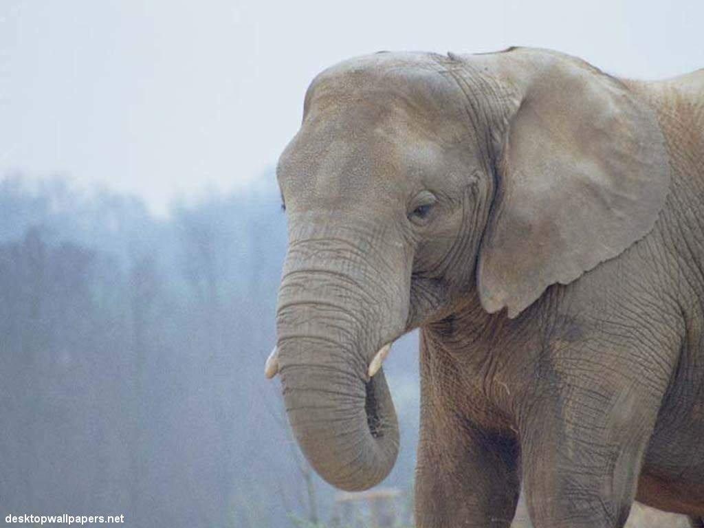 Animals Wallpaper Elephant
