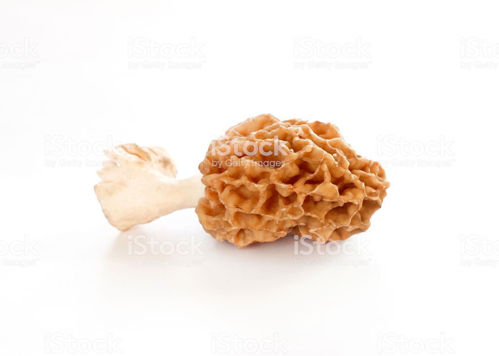 Morel Mushroom Isolated On White Background Stock Photo