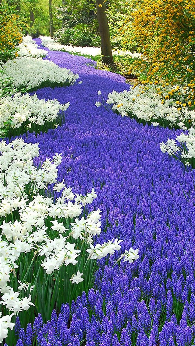 Nature Purple And White Flowers Field iPhone Wallpaper
