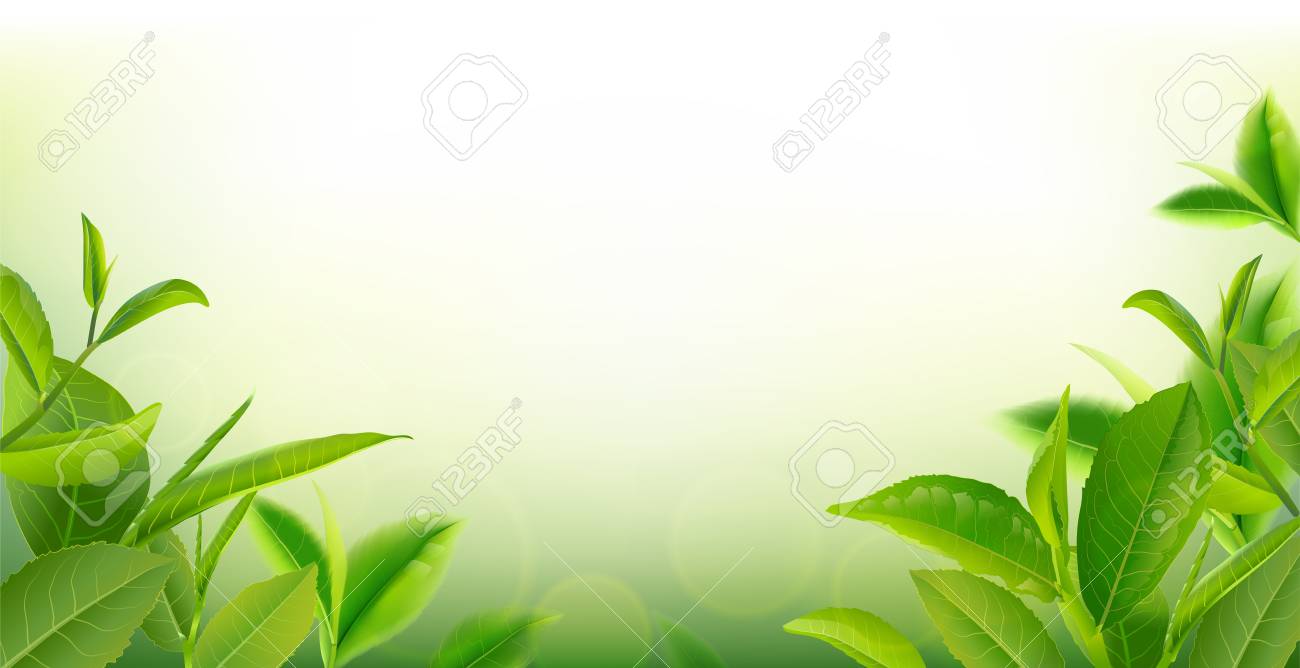 Black Tea Leaves Manu And Postcard Vector Nature Background 1300x668