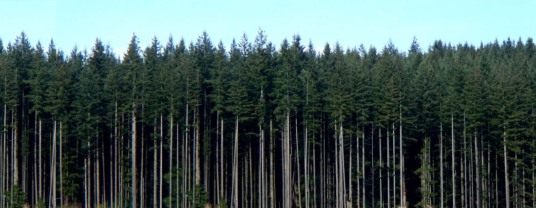 Free Texture   tall pine tree background   Vegetation   luGher Texture