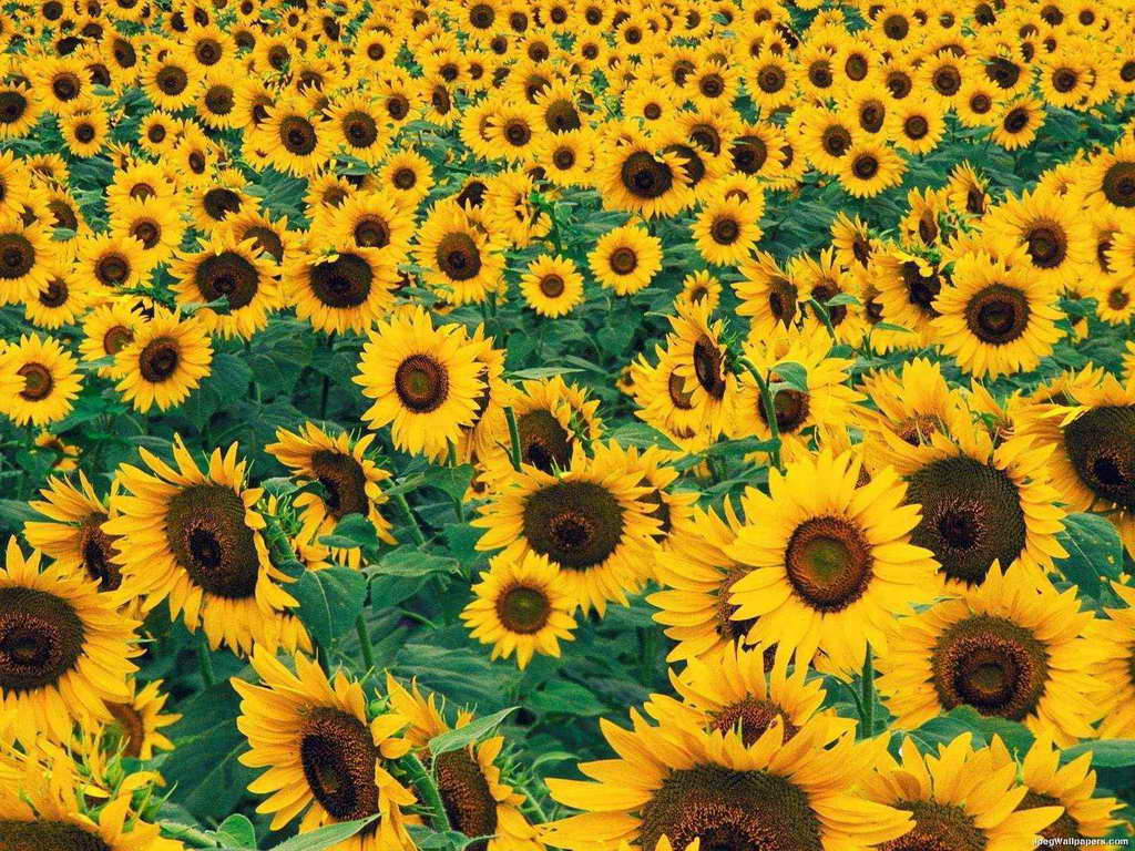 Sunflower Xp Wallpaper Desktop Sunflowers Field