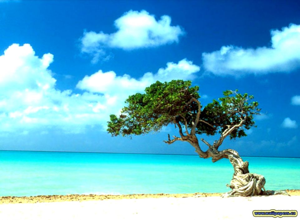 Aruba Wallpaper Beach And Tree HD