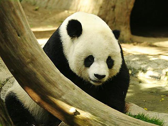 Beautiful Wallpaper Panda Bear