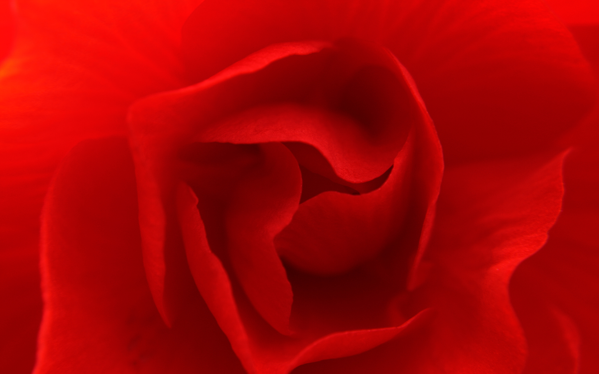 Wallpaper Red Rose Gallery Beautiful Anachronist84
