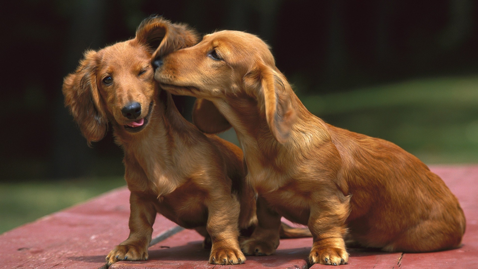 Beautiful Dachshund Dogs Photo And Wallpaper