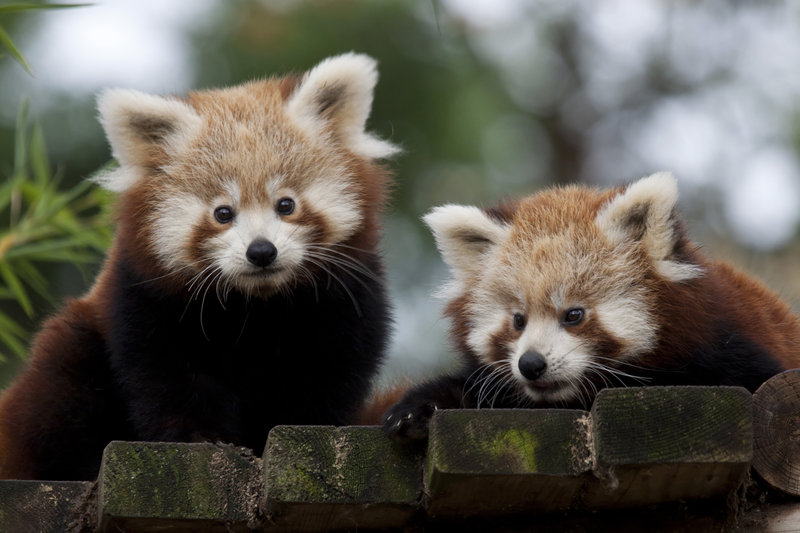Baby Red Panda By Jay Co