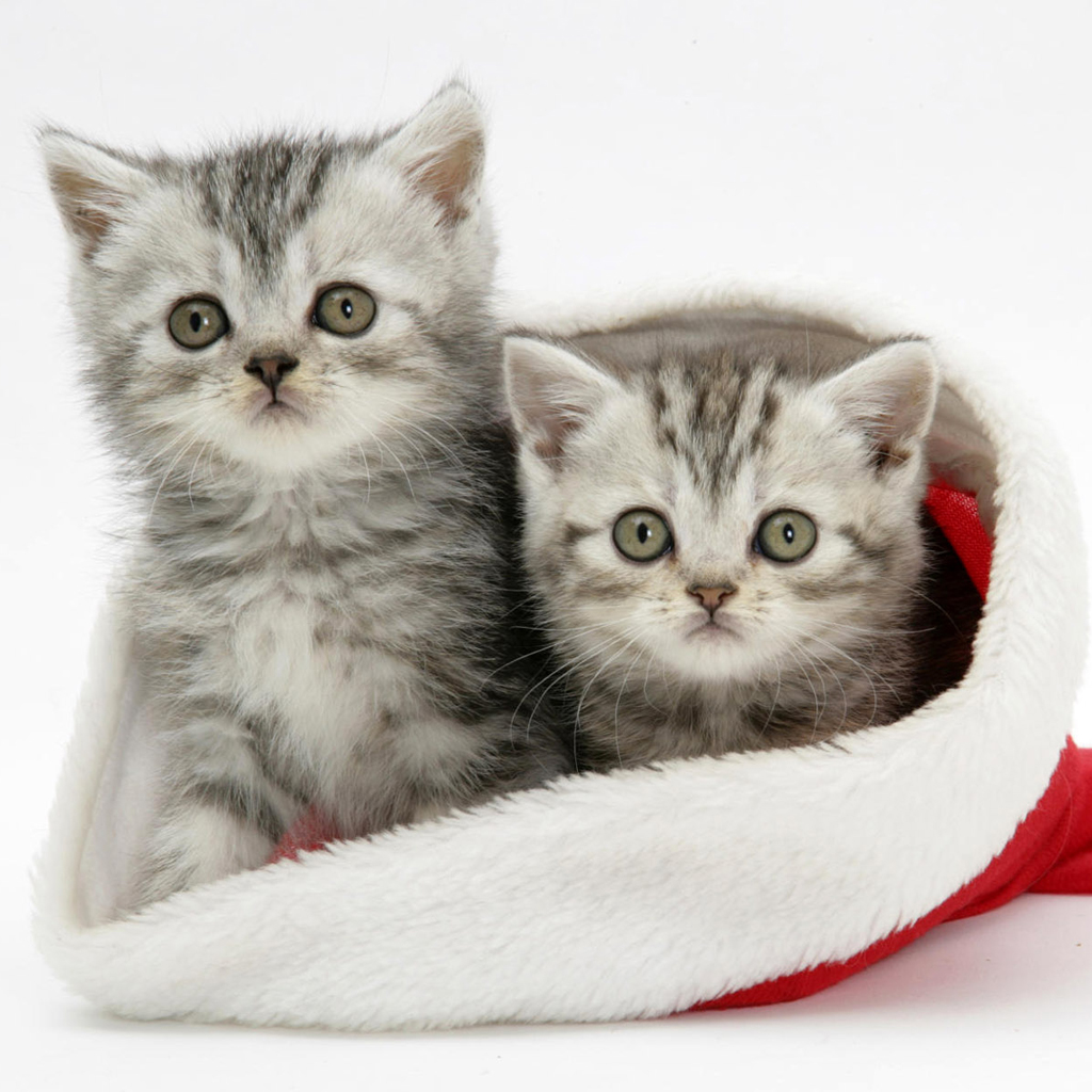 Christmas Pets Ipad Wallpaper Cats