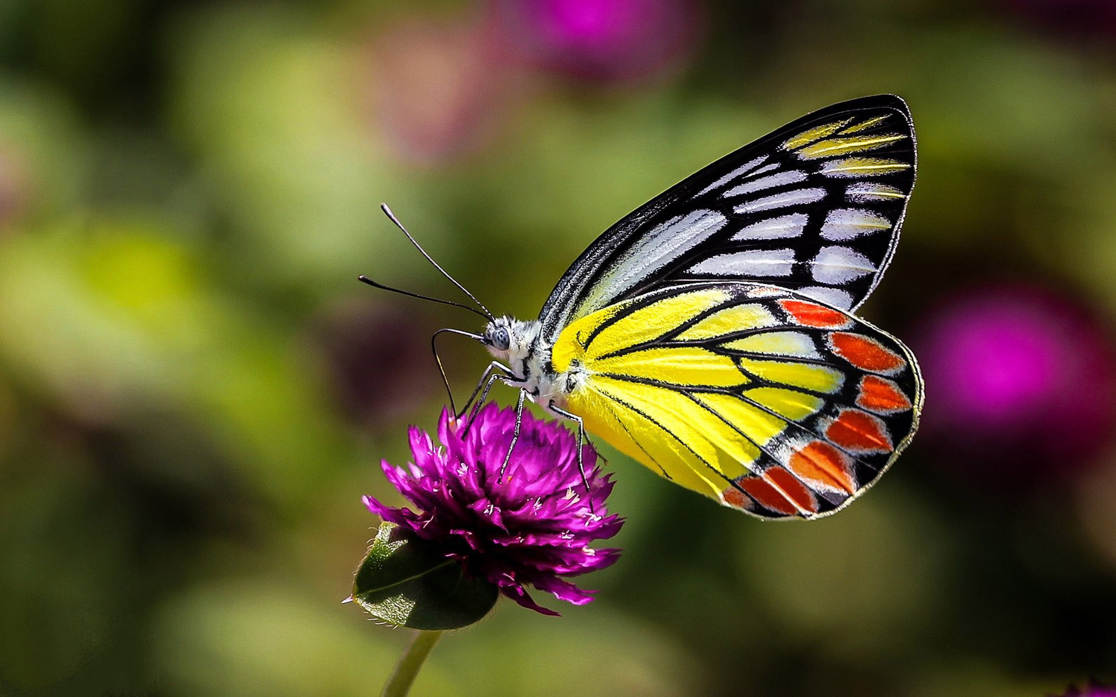 Insects Butterfly On Flower Macro Picture Ultra HD Wallpaper For