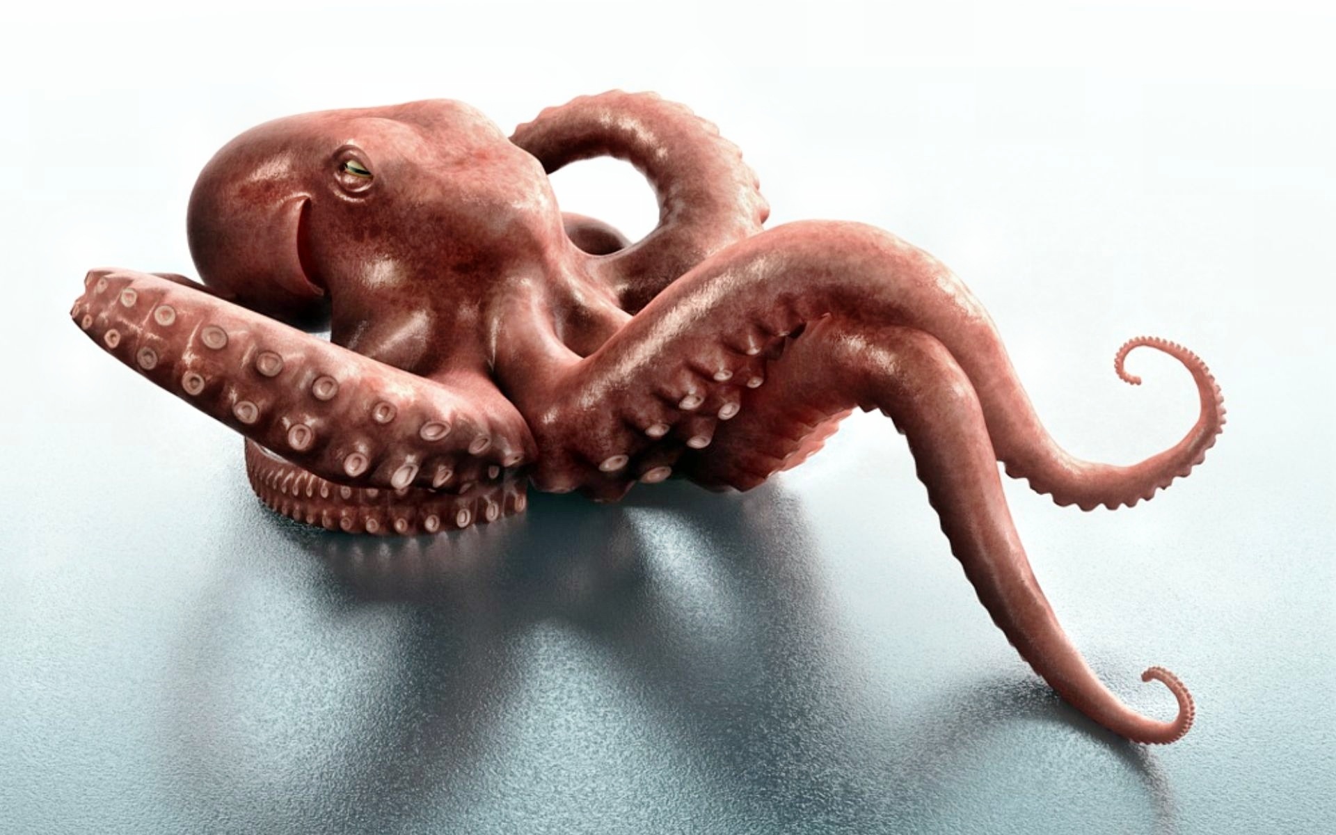 Octopus Animal Id Buzzerg