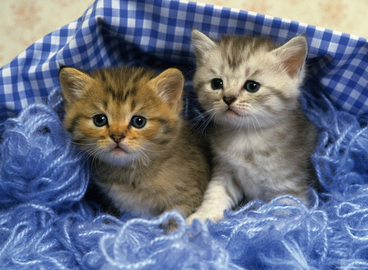 Cute Kittens Desktop HD Walpapers Wallpaper