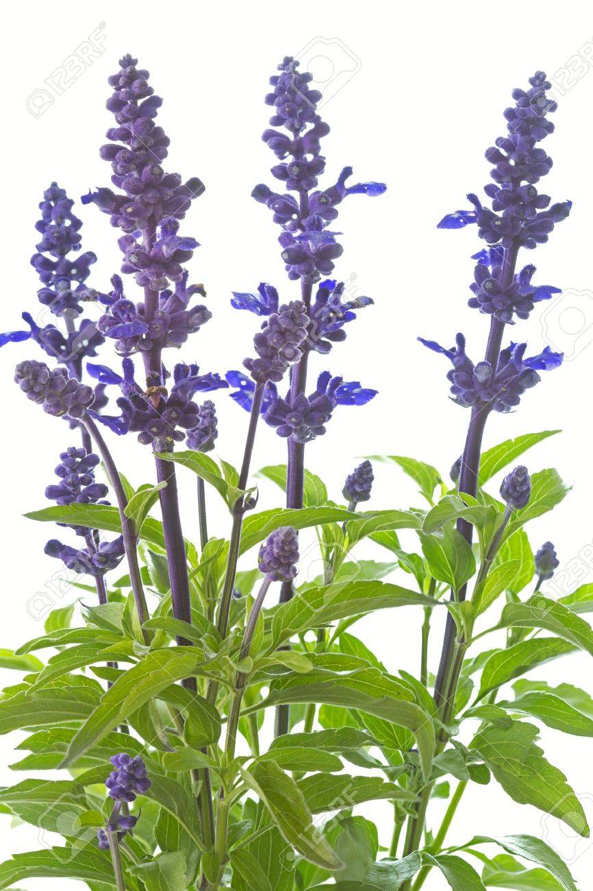 Purple Salvia Nemorosa Plant On White Background Stock Photo