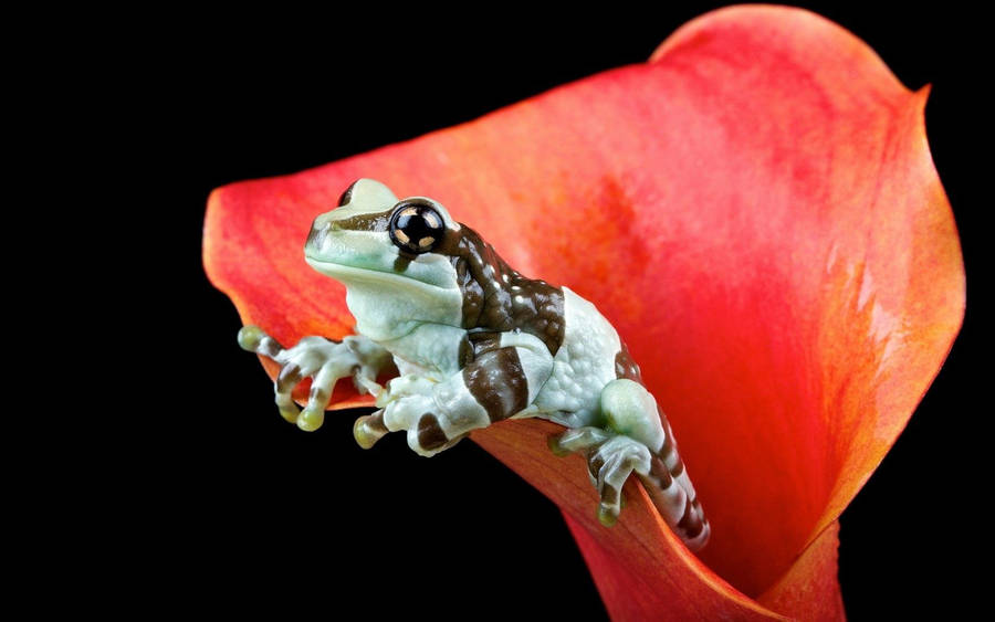 Frog Cc14m4tnut0o9cxg Wallpaper